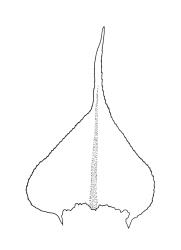 Eurhynchium praelongum, stem leaf. Drawn from J. Child 6659, CHR 429182.
 Image: R.C. Wagstaff © Landcare Research 2019 CC BY 3.0 NZ